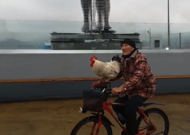 დღის ვიდეო: მამალი ველოსიპედზე