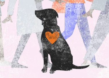 ქუჩიდან აყვანილი ცხოველები და მათი თავგადასავლები