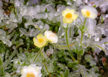 მთის ყვავილები ყინულის სკაფანდრში - დღის ფოტო