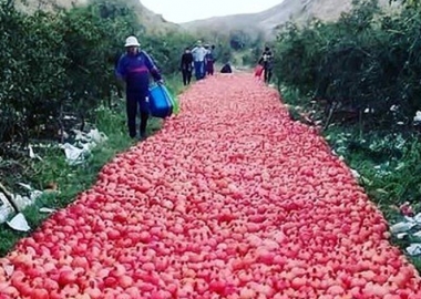 წითელი ხალიჩა კახური ბროწეულისგან - დღის ფოტო