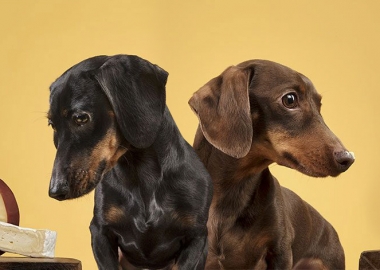 ძაღლების რეაქცია საჭმელზე - სახალისო ფოტოები, რომლებიც გულგრილს არ დაგტოვებთ