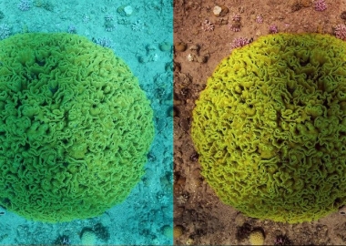 მეცნიერებმა შექმნეს ალგორითმი, რომელსაც წყალქვეშა ფოტოებიდან წყლის წაშლა შეუძლია