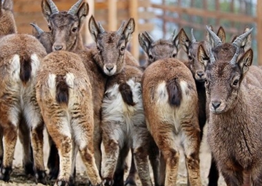 თბილისის ზოოპარკს 13 ცხოველი შეემატა