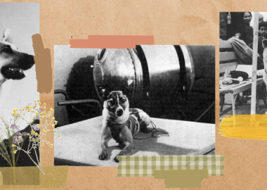 კუპატა, ჰაჩიკო, ლაიკა და სხვა ძაღლები, რომლებიც მსოფლიომ გაიცნო